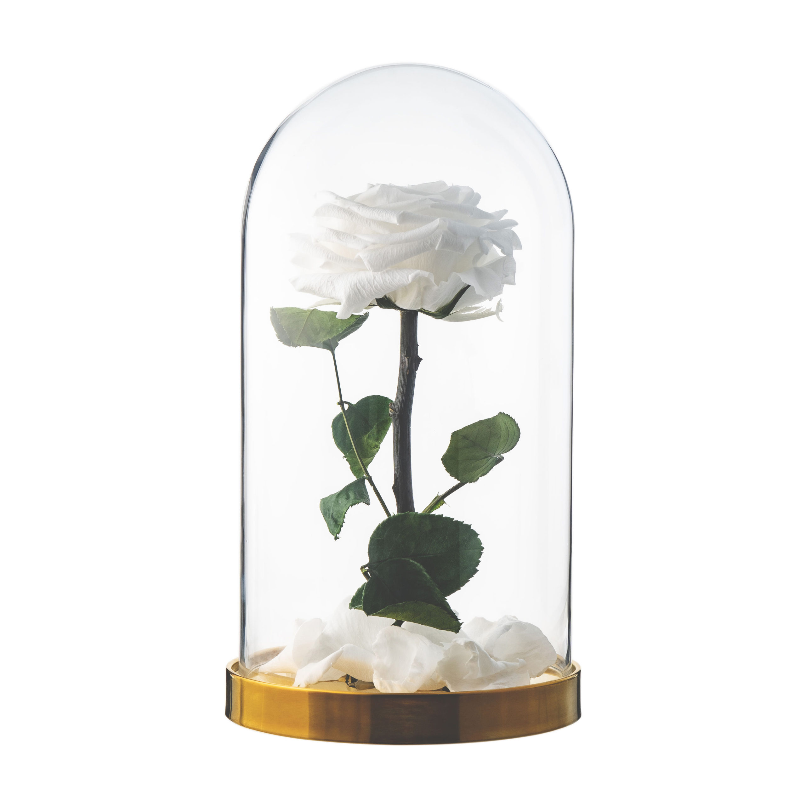 Rose in glass